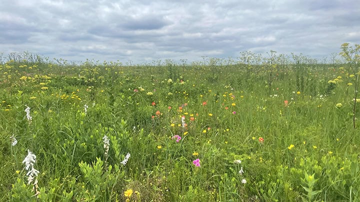 Remnant Prairie at the Choctaw Cultural Center